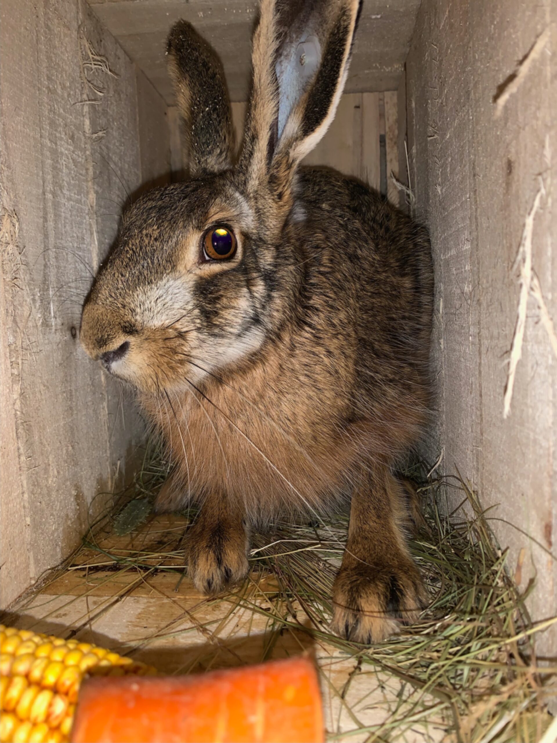 Hare in a transport crate