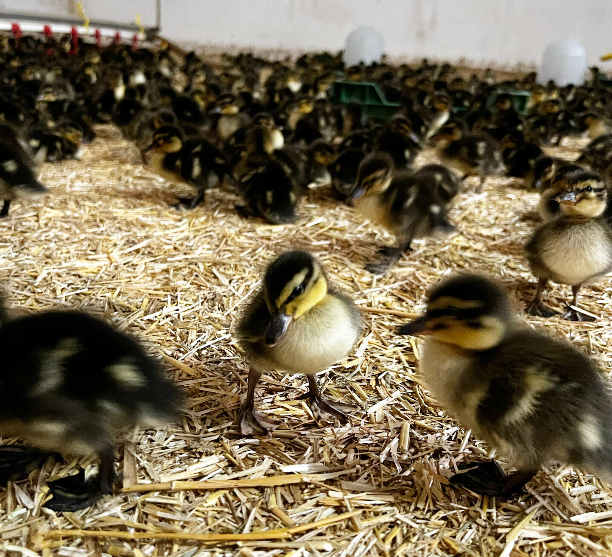 Day-old mallard