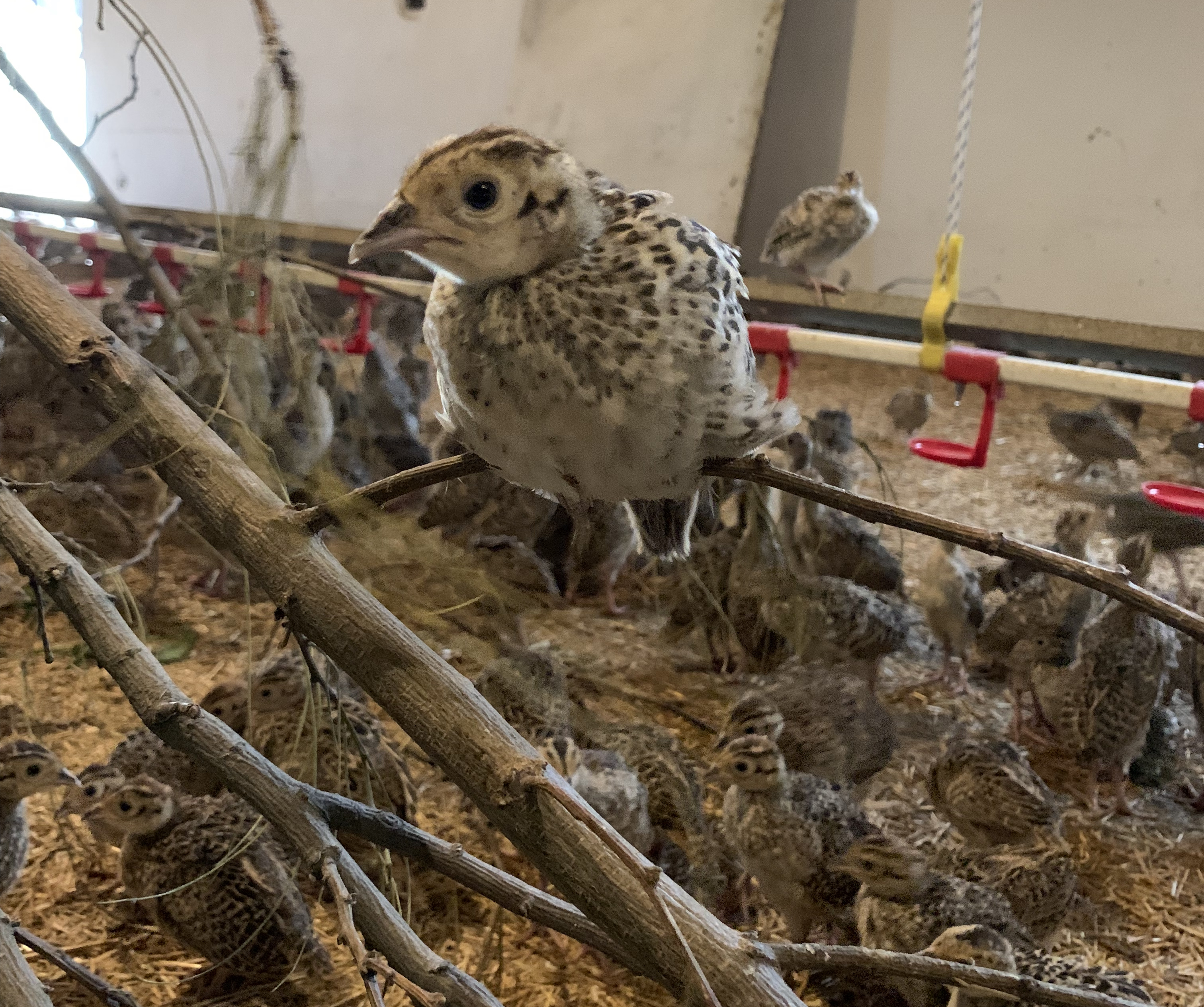 Young pheasant