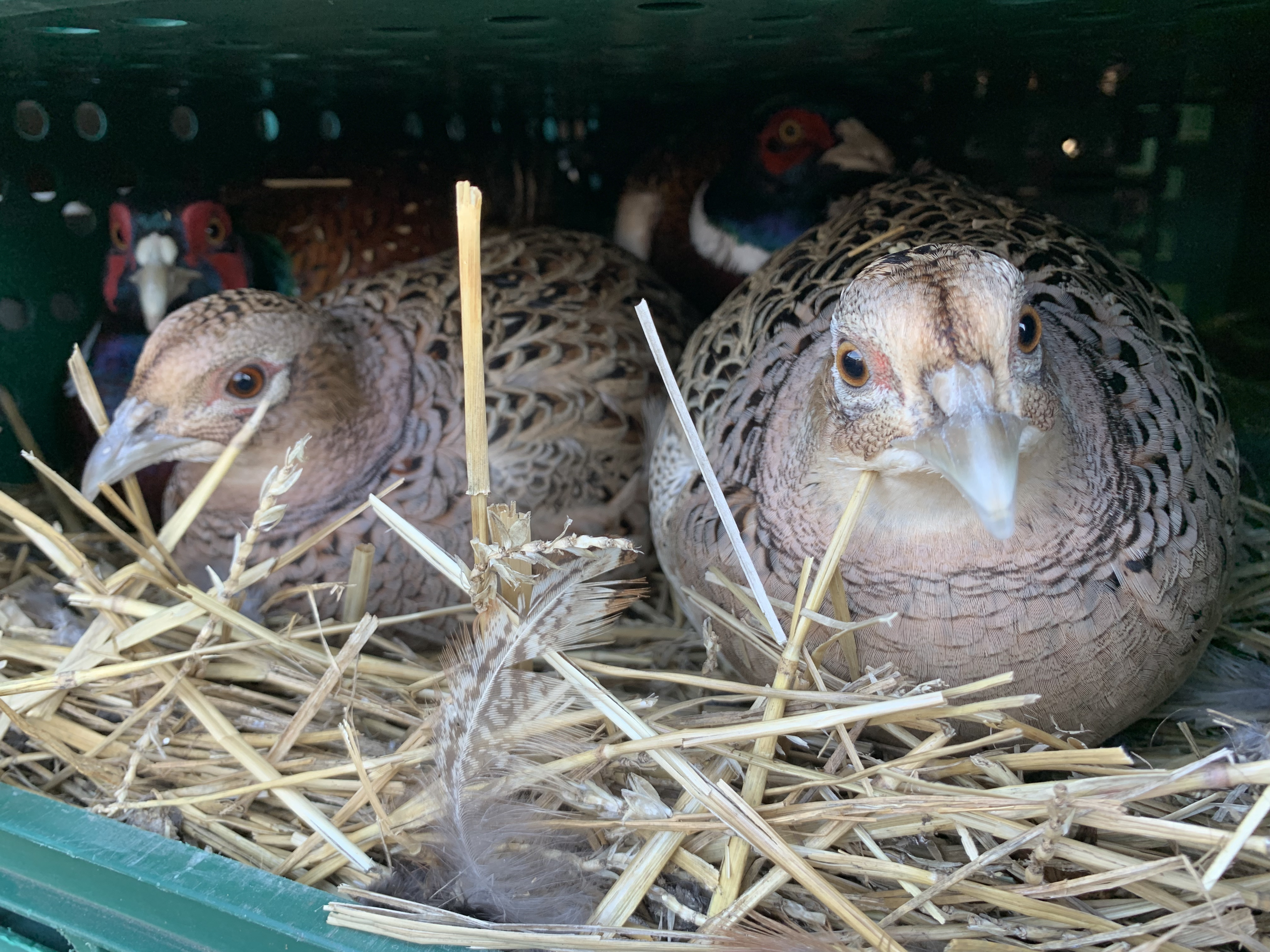 Pheasant hen during transport