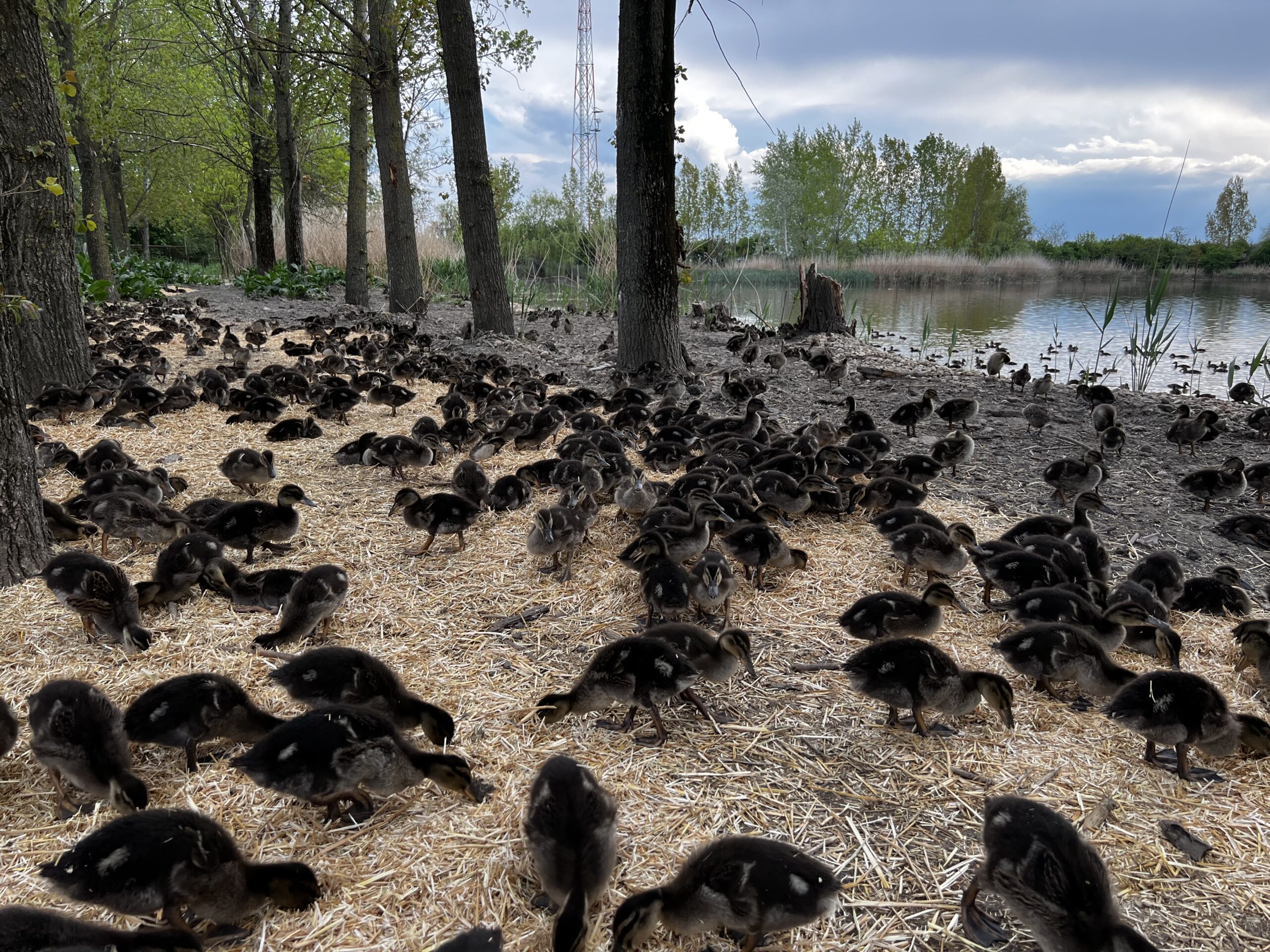 Mallard pond