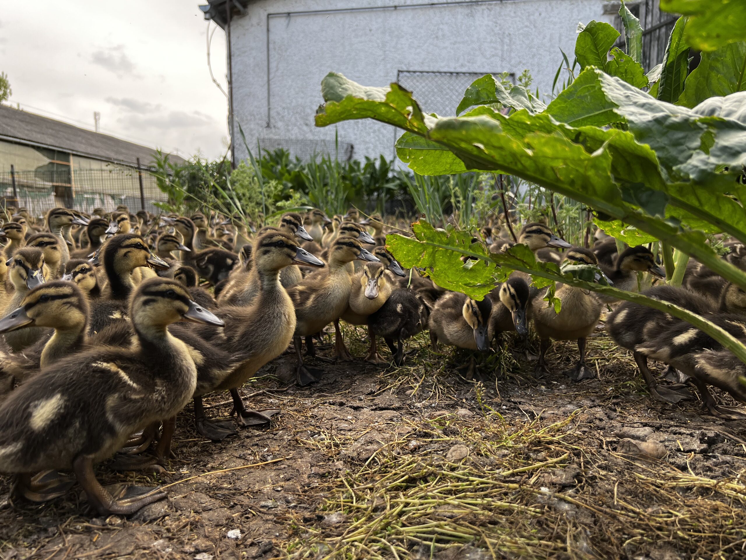 Young mallard