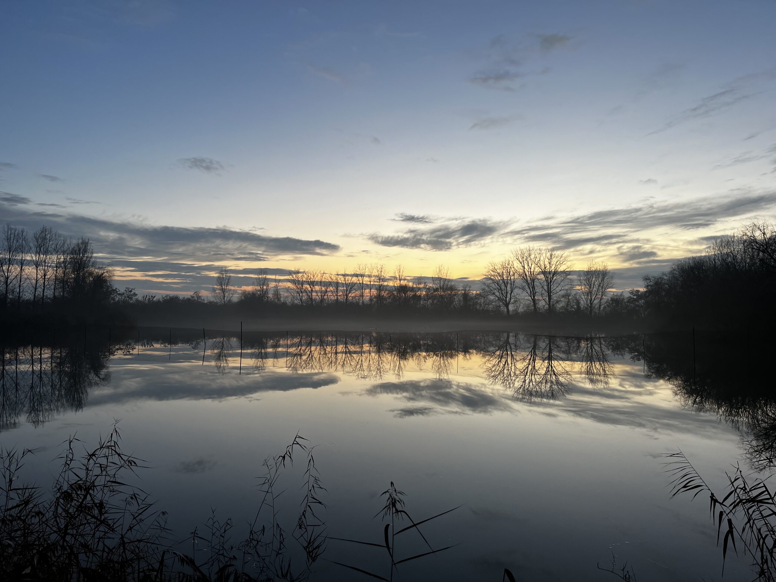 Mallard pond