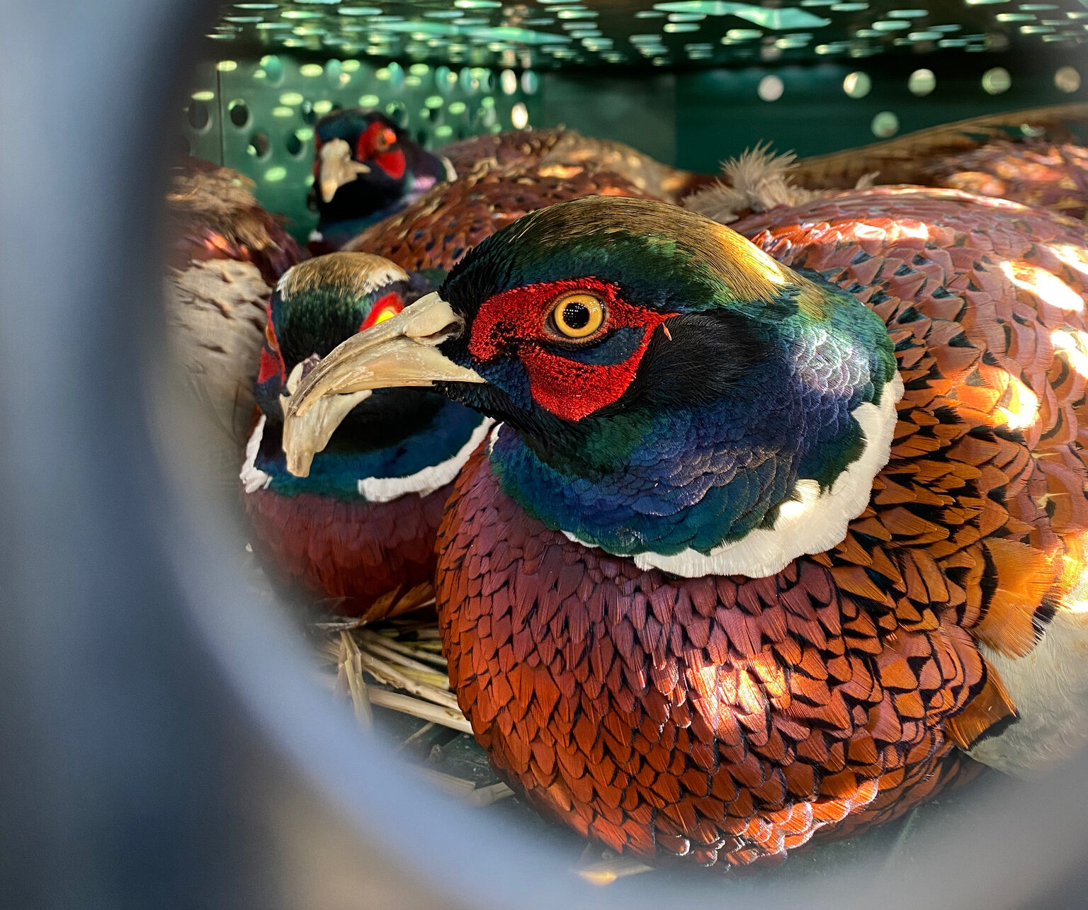 Pheasant rooster during transport